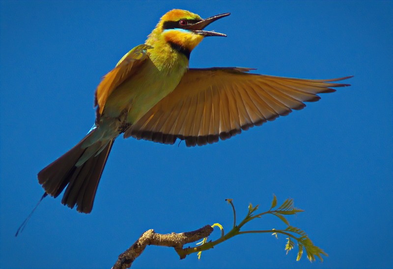 Rainbow Bee-eater
